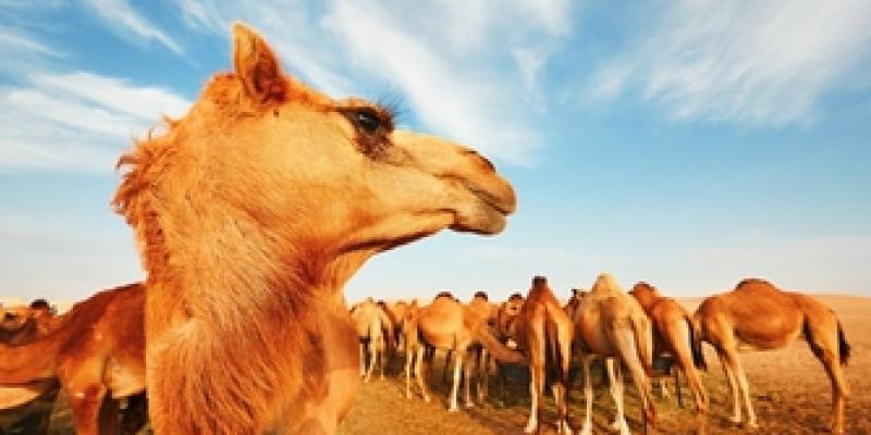 Camellos y sus jorobas