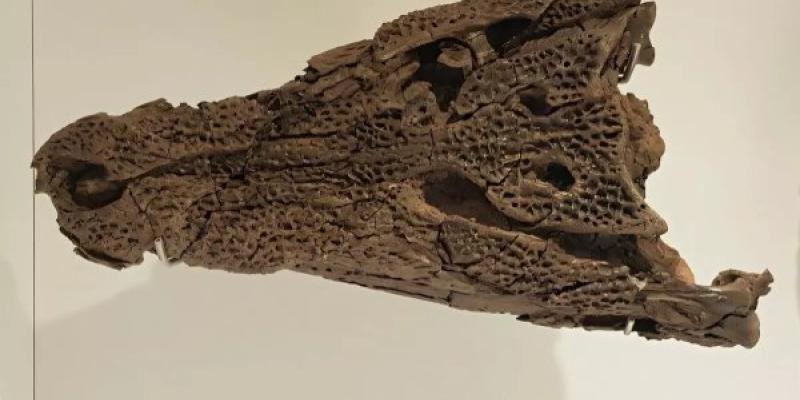 Huevos fósiles de cocodrilos extintos