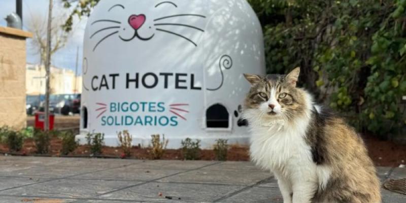 El cat hotel de Alhendín