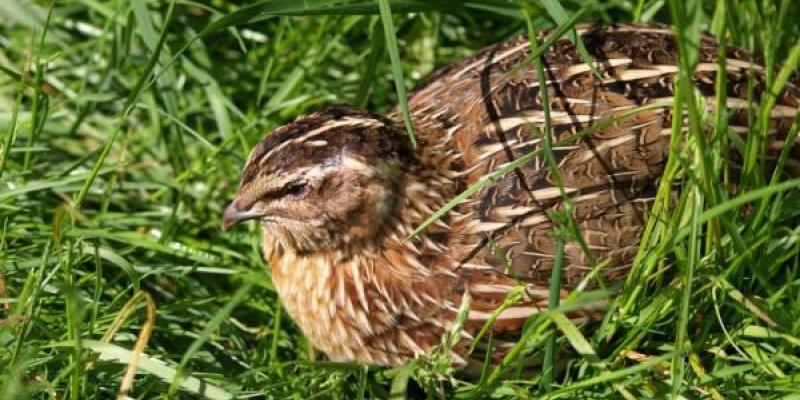 Una codorniz entre la hierba