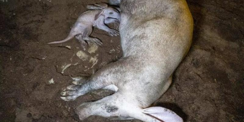 El cerdo hormiguero recién nacido con su mamá