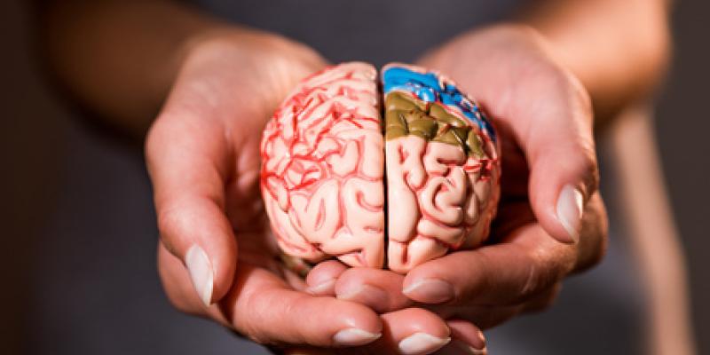 Cerebro humano y todas sus etapas