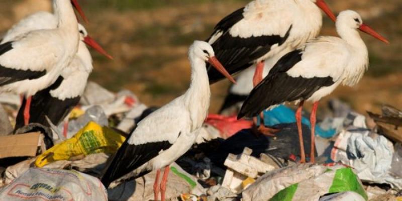 Cigüeñas blancas alimentándose en un vertedero 