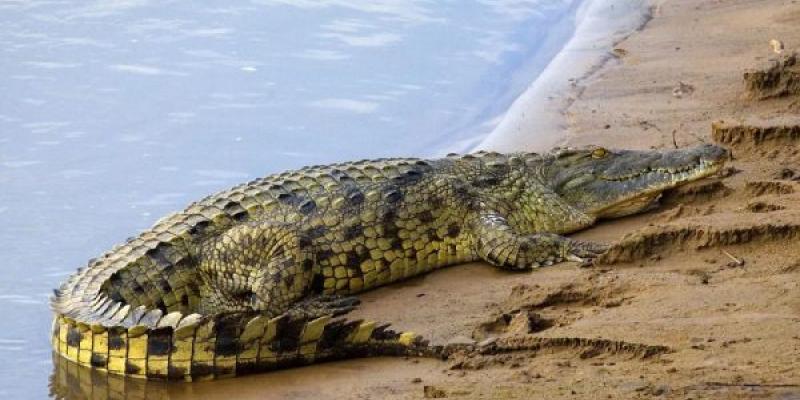 La crisis climática afecta a los cocodrilos australianos