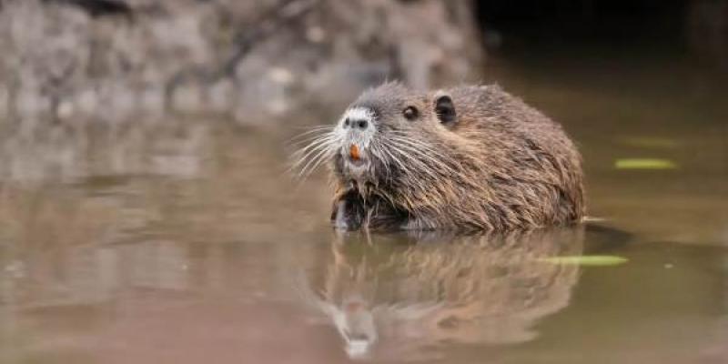 Coipú (Myocastor coypus)