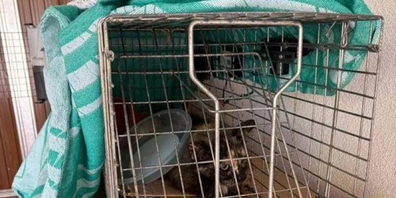 Refugios de animales colapsados en Cullera