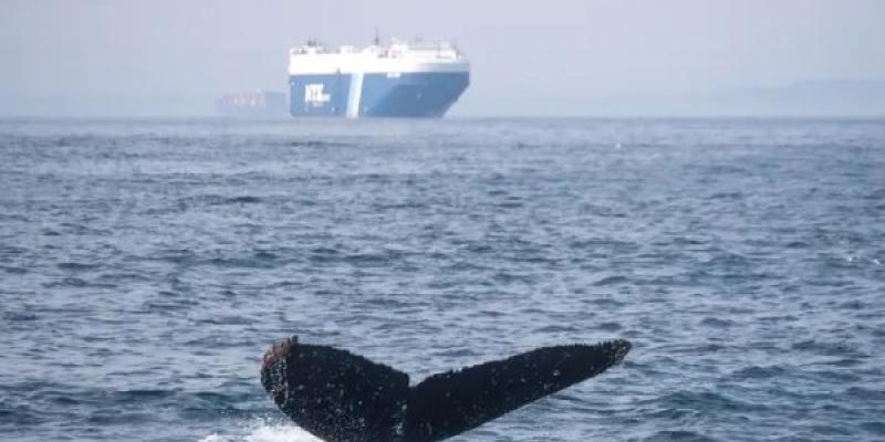 El tráfico marino ponen en peligro a las ballenas y otras especies 
