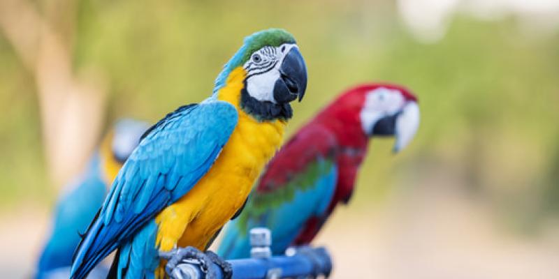 El comercio ilegal de loros crece en Costa Rica