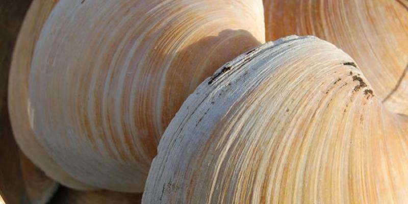 Conchas de almejas quahog