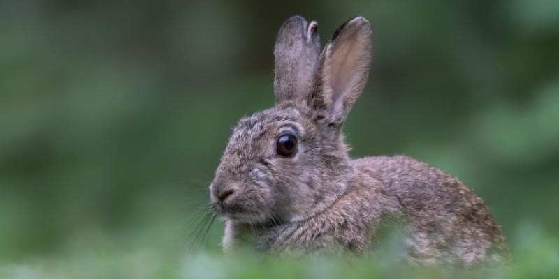 Conejo de monte en un bosque 