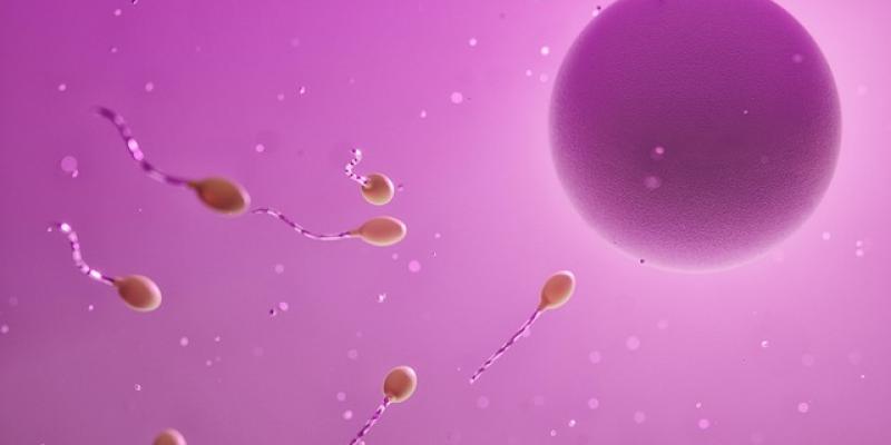 Infografía de espermatozoides acercándose a un óvulo