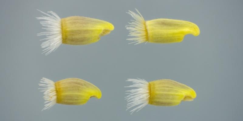 Imagen de semillas de Centaurea pinnata