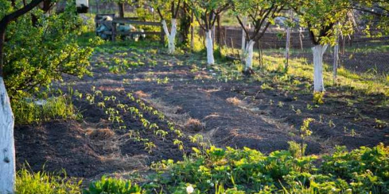 Huerto con hortalizas