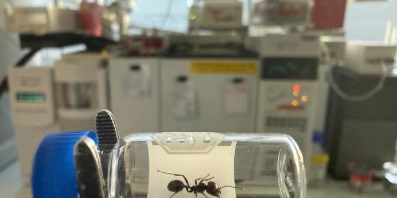 hormiga frente a  cromatógrafo de gases, donde se analizaron los hidrocarburos de su cutícula 