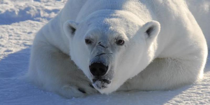 Oso polar en el Ártico