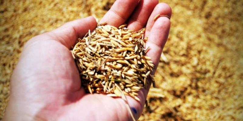 El salvado de arroz, la capa exterior, es el sustrato óptimo para cultivar hongos que producen enzimas de interés 