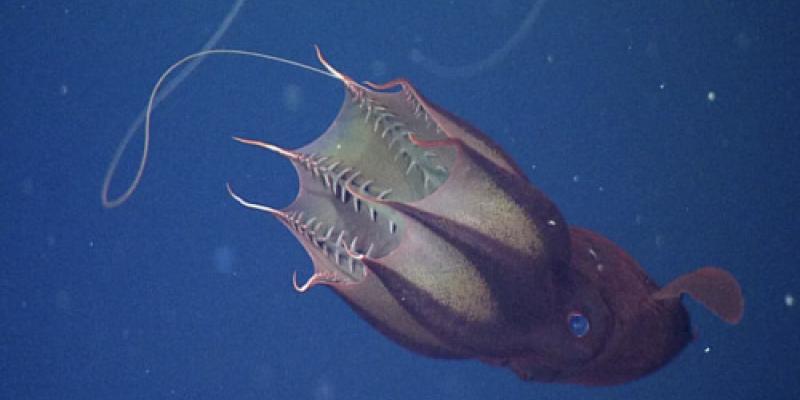 Criaturas extrañas en las profundidades del mar