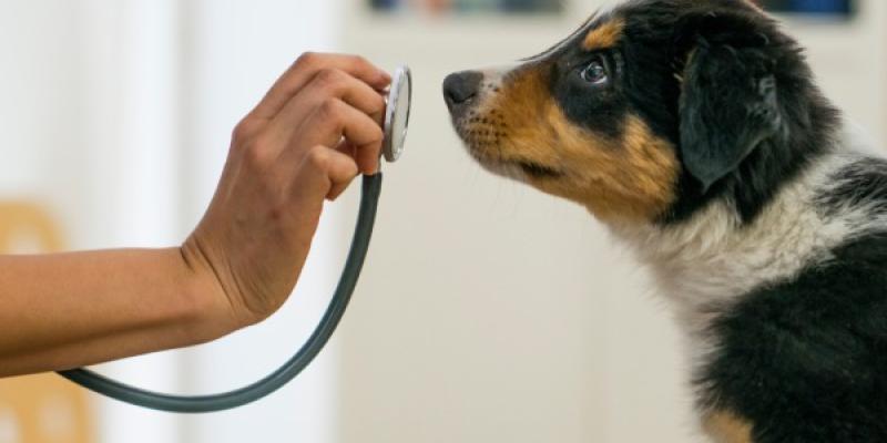 El cuidado de las mascotas y la cuesta de enero