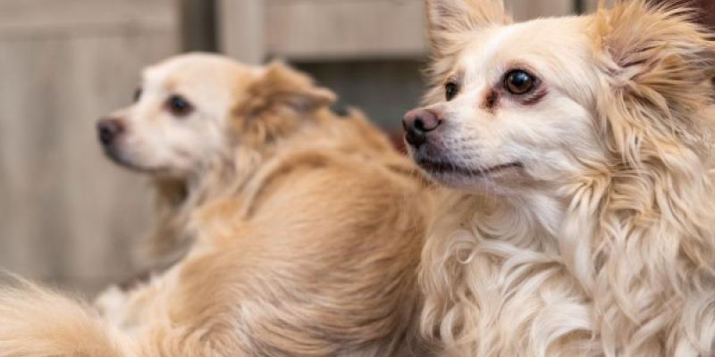 El curso gratuito se realizará online