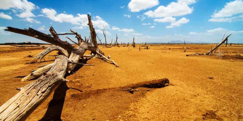 España invierte en la desertificación de los bosques