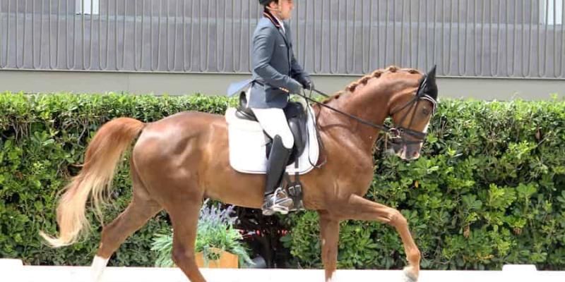 Jinetes para el Campeonato de Doma Paralímpica