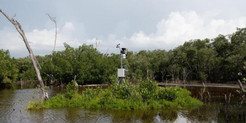 ManglarIA, la ciencia al servicio del cuidado de la naturaleza