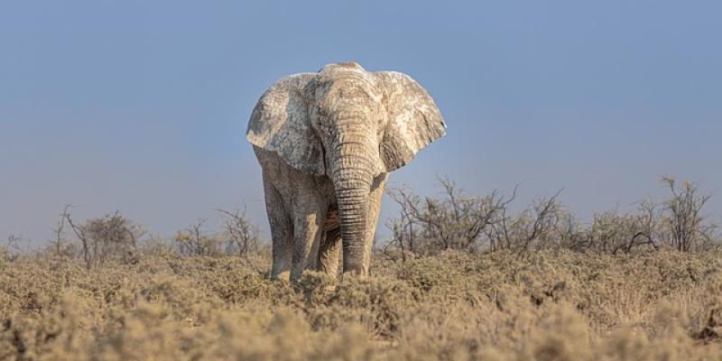 Elefante africano