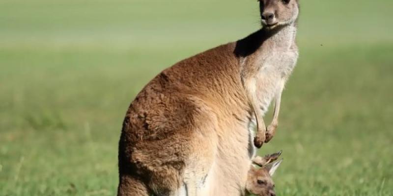 Canguros y embriones conseguidos por FIV