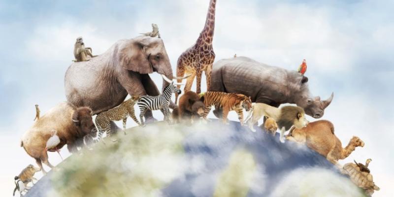 Vida común entre especies y seres humanos