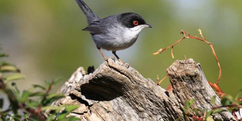 Las aves de Santander retroceden