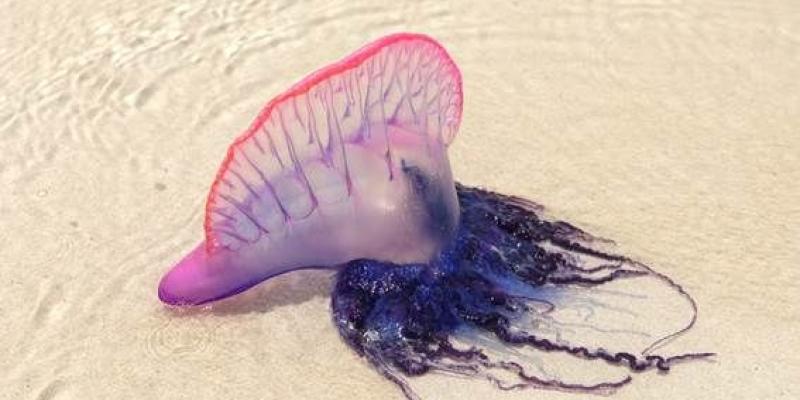 Carabela portuguesa en la playa