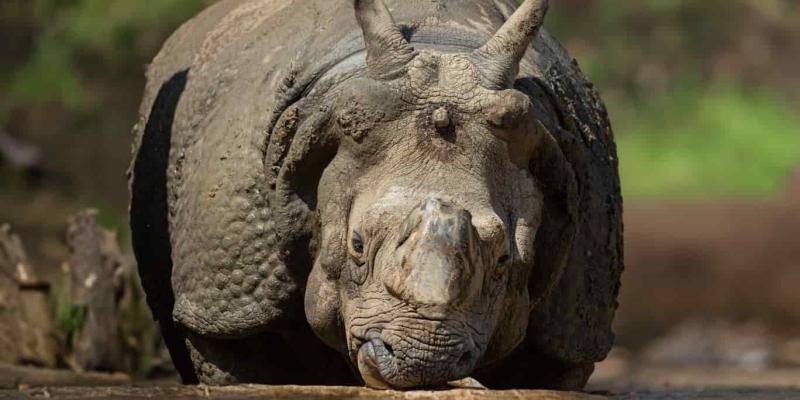 Especies en extinción