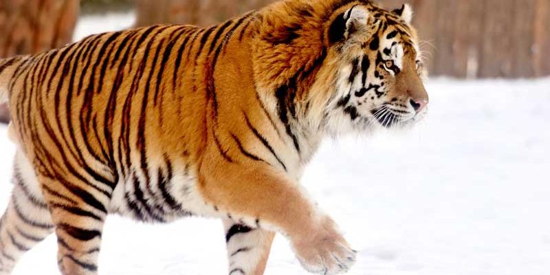 Especies que pudieron desaparecer