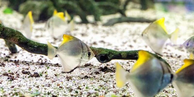 Las especies marinas se recuperan en la Costa Dorada