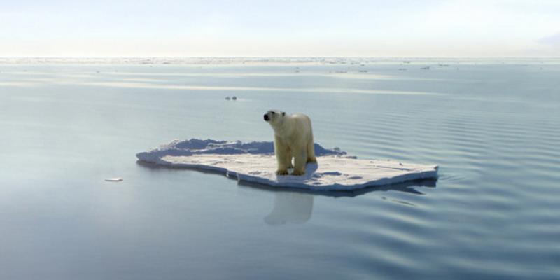 Especies en peligro de extinción por el cambio climático