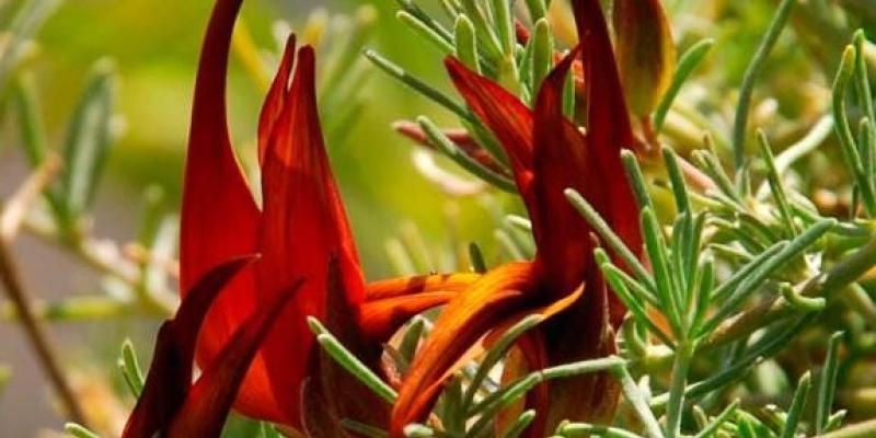 Nuevas especies vegetales en España