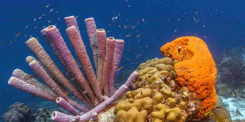 El peligro que acecha a las esponjas marinas