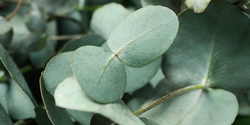 El peligro del aumento de los eucaliptos