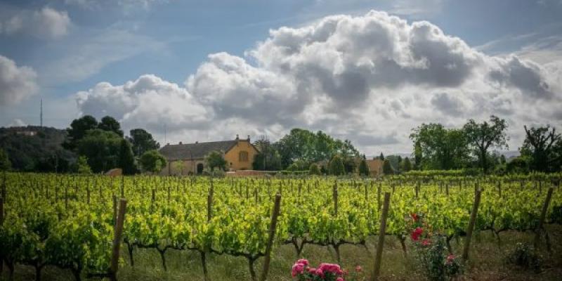 Finca Mas La Plana de la Familia Torres