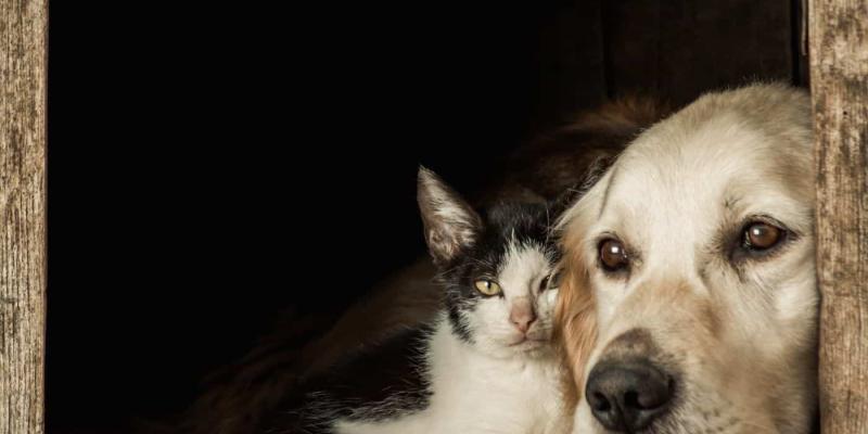 La fauna europea afectada por las mascotas