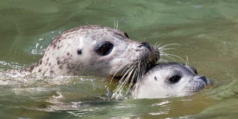 Focas nadando, una madre y su cría