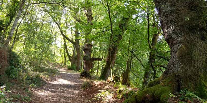 Fraga de Catasós y el bosque infinito