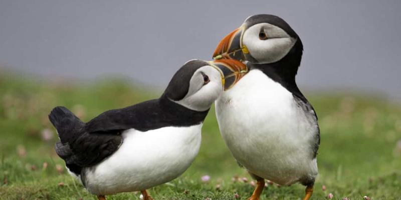 La costumbre entre los frailecillos atlánticos