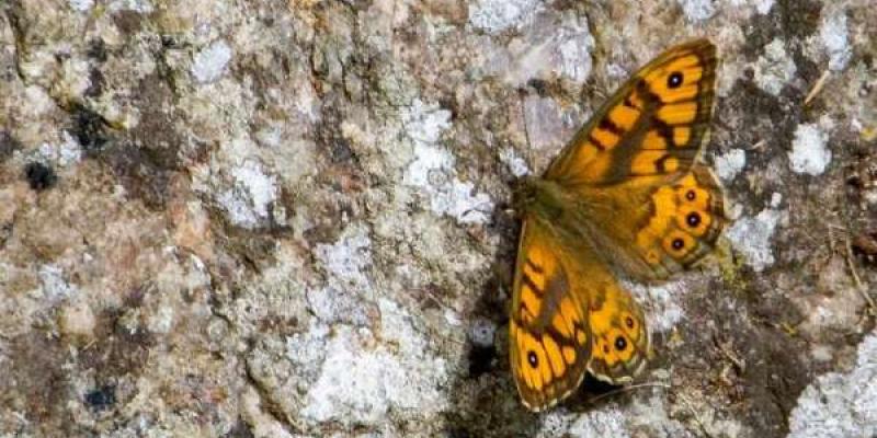 Mariposa saltacercas, especie afectada por el cambio climático para migrar