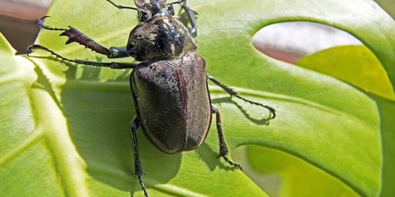 Tratamiento para plagas de galeruca del olmo