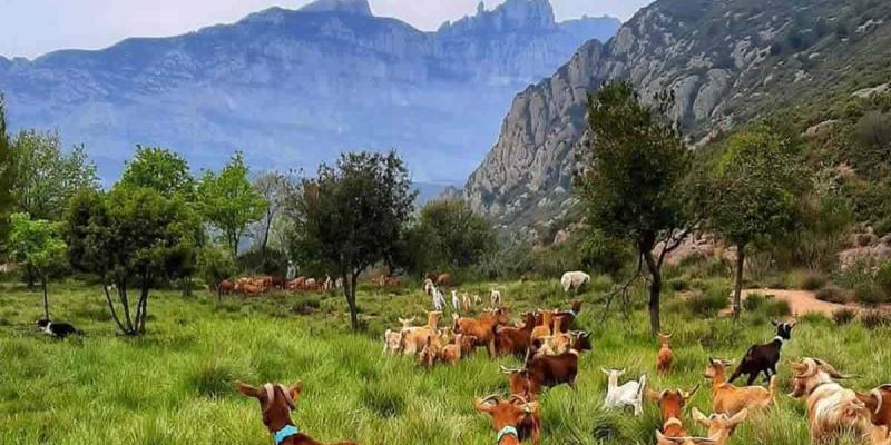 Medidas necesarias para la ganadería extensiva andaluza