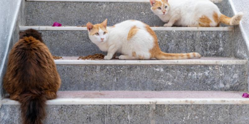 Ámsterdam apoya a los gatos callejeros