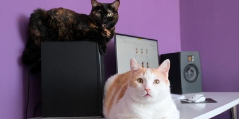 Convivencia entre los gatos 