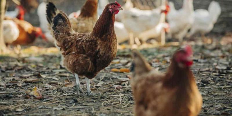 Prohibición de crías para la gripe aviar