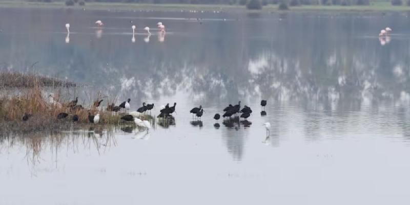 Marismas del Parque Nacional de Doñana